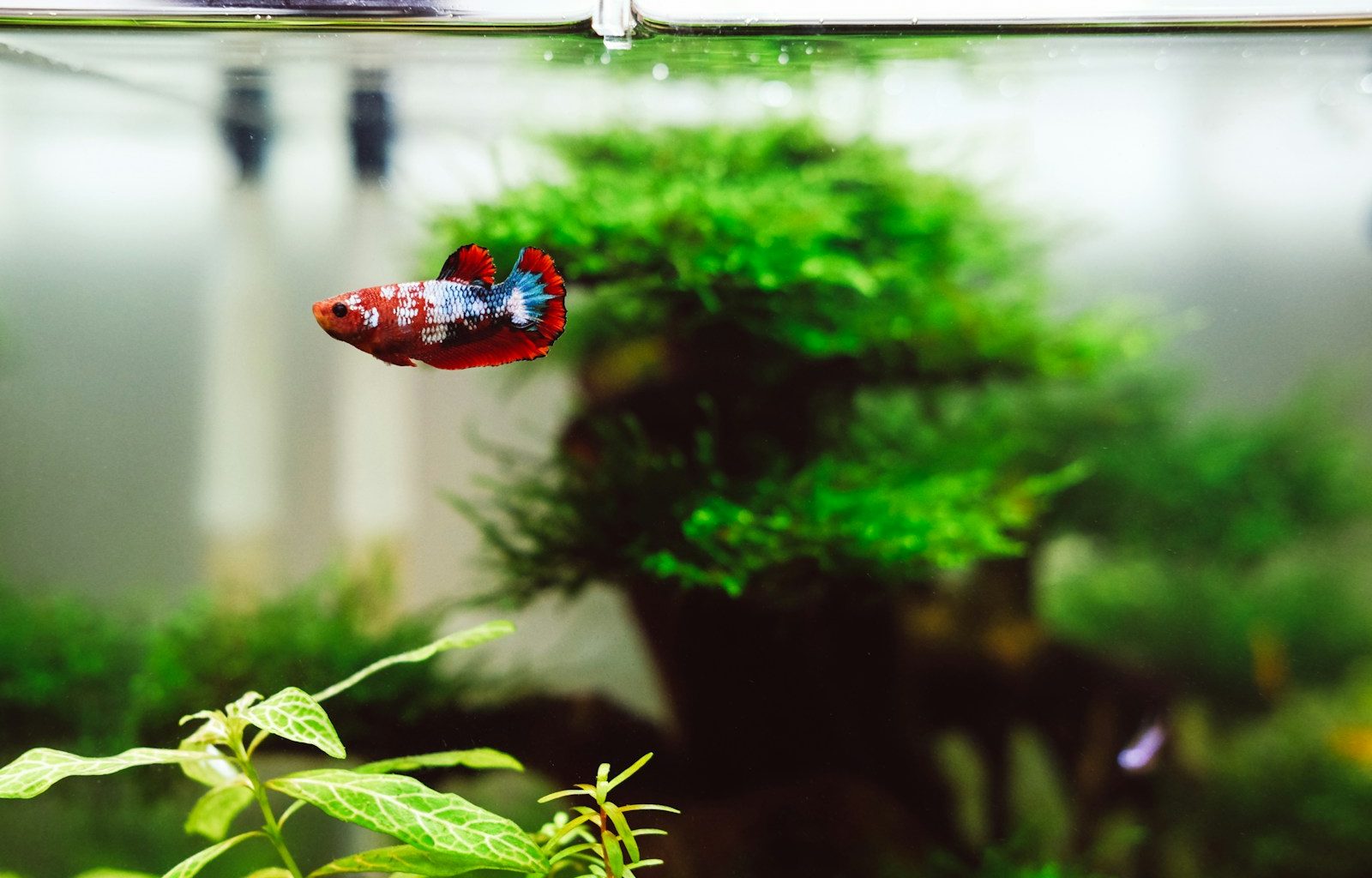 red and blue beta fish