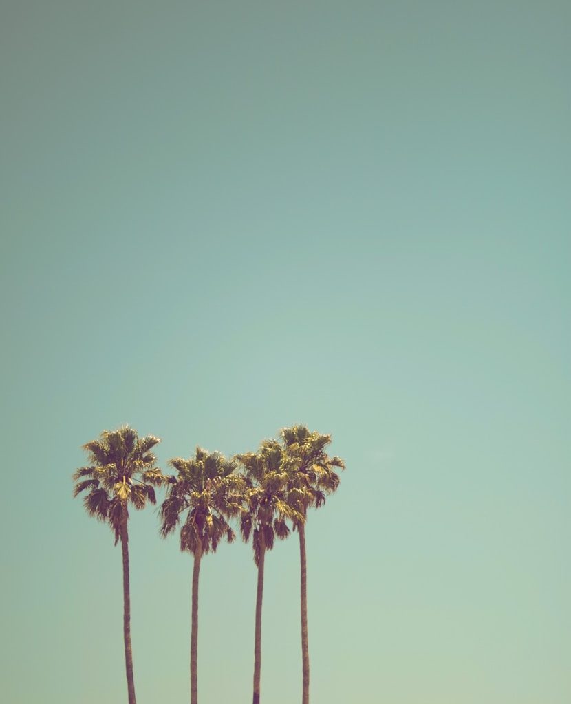 low angle photography of coconut trees