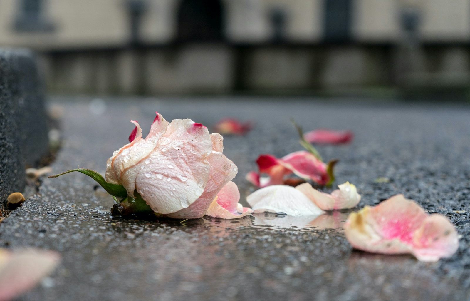 pink and white petals on ground